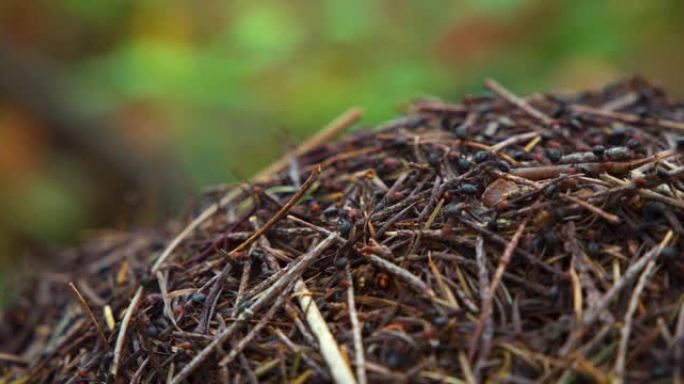 欧洲火蚁 (Myrmica rubra) 走在常绿树针山上的时间流逝