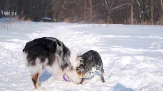 年轻的澳大利亚牧羊犬梅尔 (merle) 在冬季森林中与牛狗玩耍