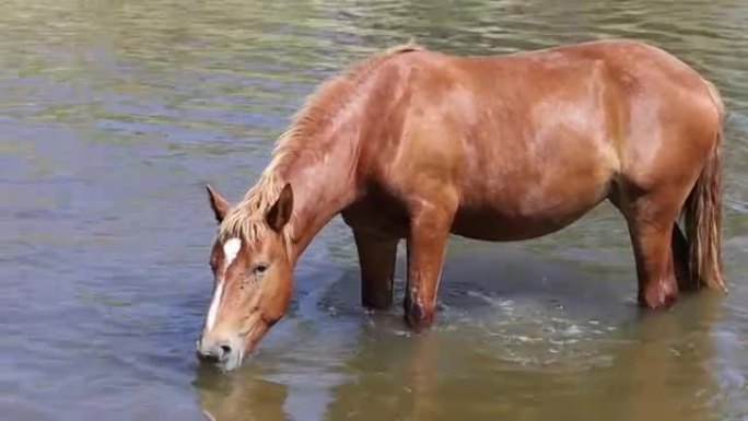 棕色的马从河里喝水