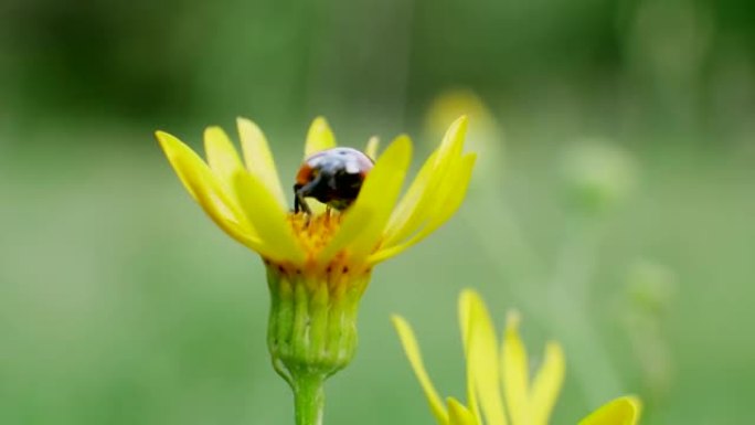 瓢虫坐在黄花上，飞出绿草背景