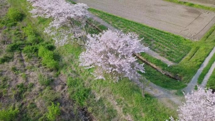 樱花盛开的航拍画面。兴趣点。一排樱桃树。日本的春天。