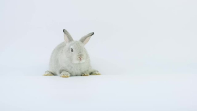 可爱的浅灰色兔子坐在场外奔跑。