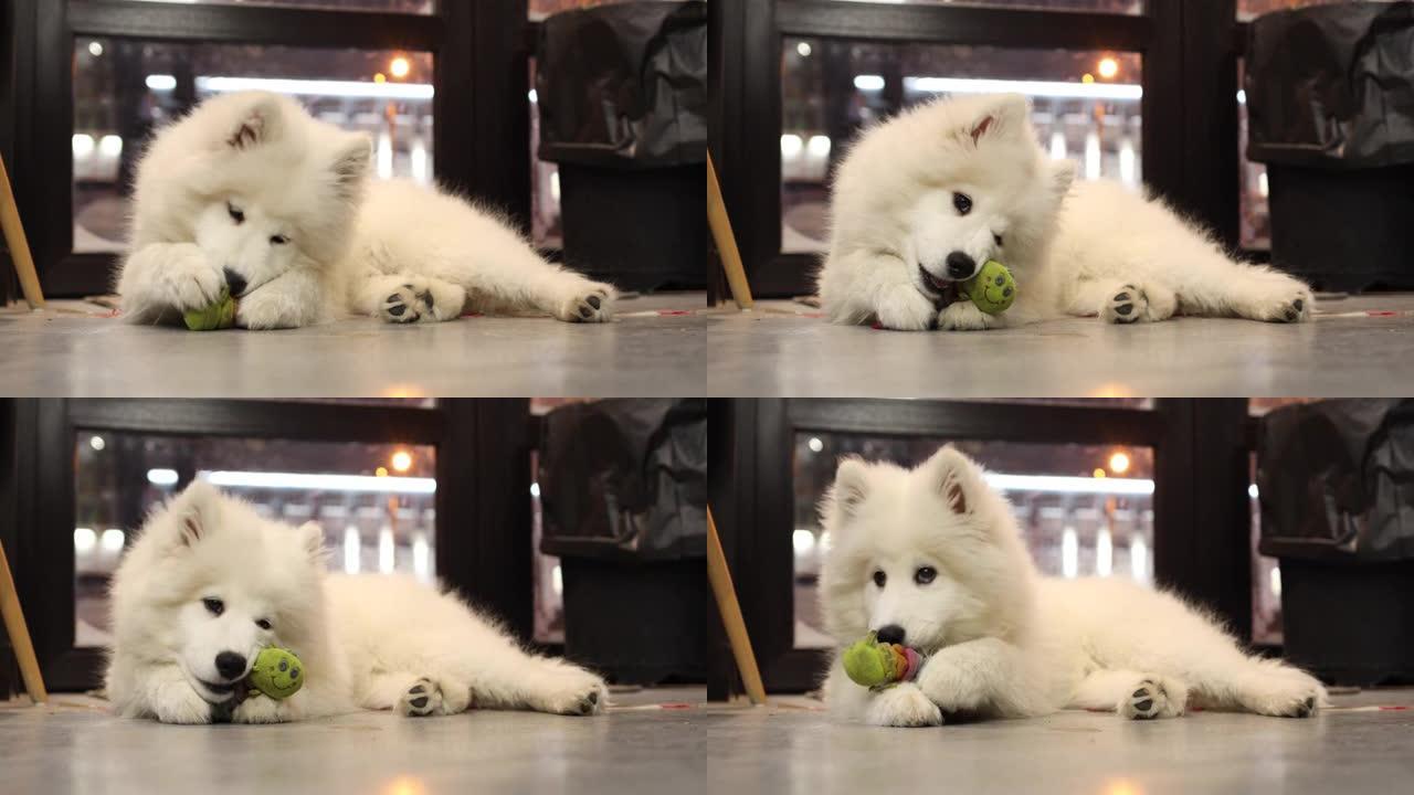 萨摩耶犬莱卡的小狗躺在咖啡馆的地板上，咀嚼柔软的玩具，磨尖牙齿。