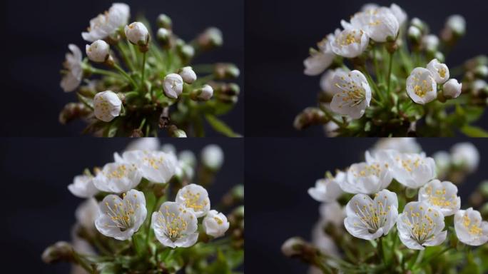 白泉樱树开花的延时变焦打开宏观特写。花园鲜花开放。新鲜杏花特写的时间流逝。在黑暗背景上绽放的背景与缩