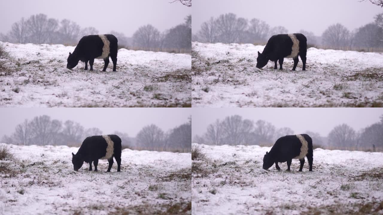 在雪地里放牧的牛