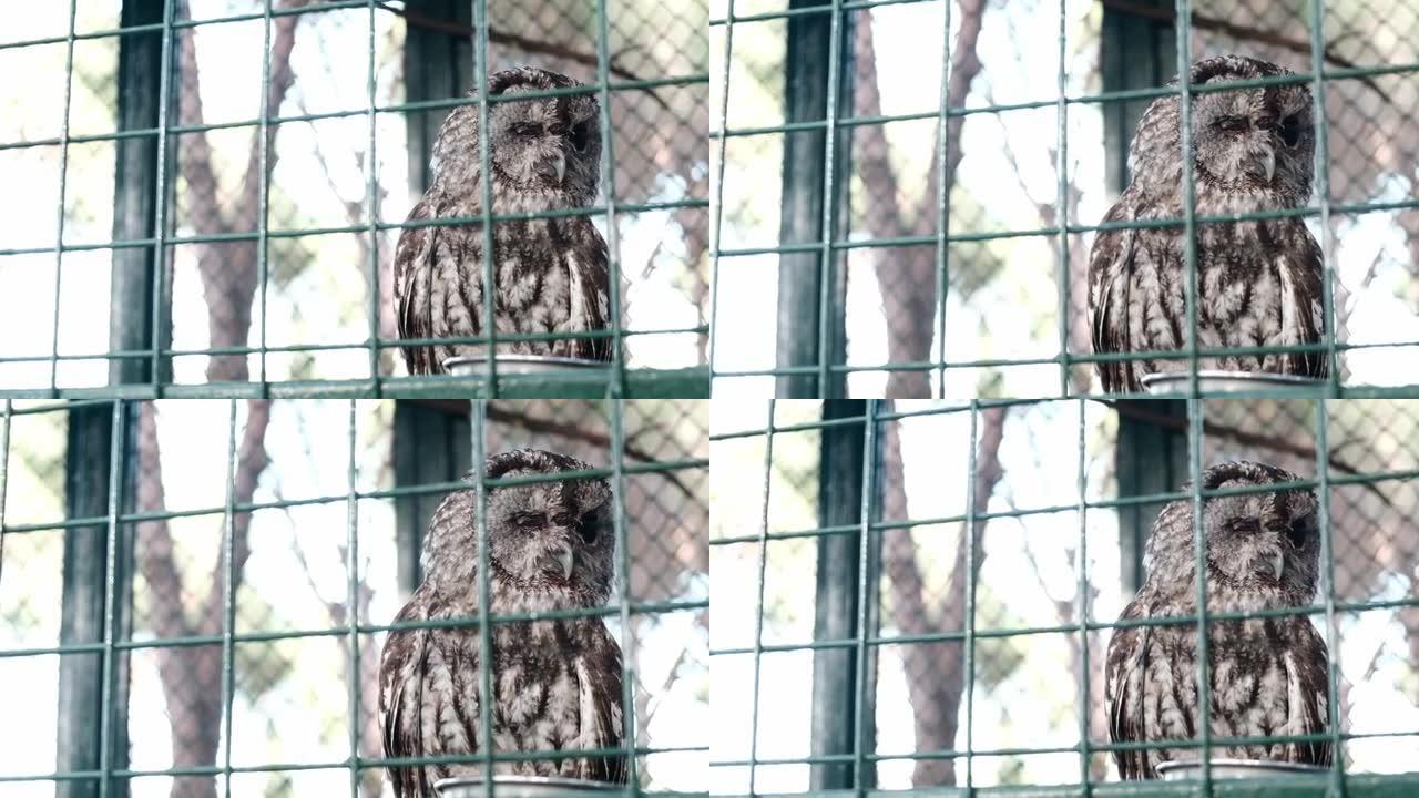 灰猫头鹰将囚犯关在动物园绿色网格围栏后面的密闭笼子里。