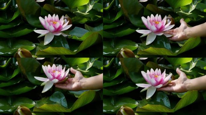 一个女人正在池塘里摸一朵荷花。一个女人手里拿着一朵莲花。美丽的粉红色花朵特写-在晴朗的晴天冥想中。