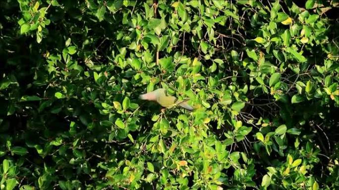 城市野生生物。野生厚嘴绿鸽在午后的阳光下享受在大树上吃水果的乐趣，泰国曼谷