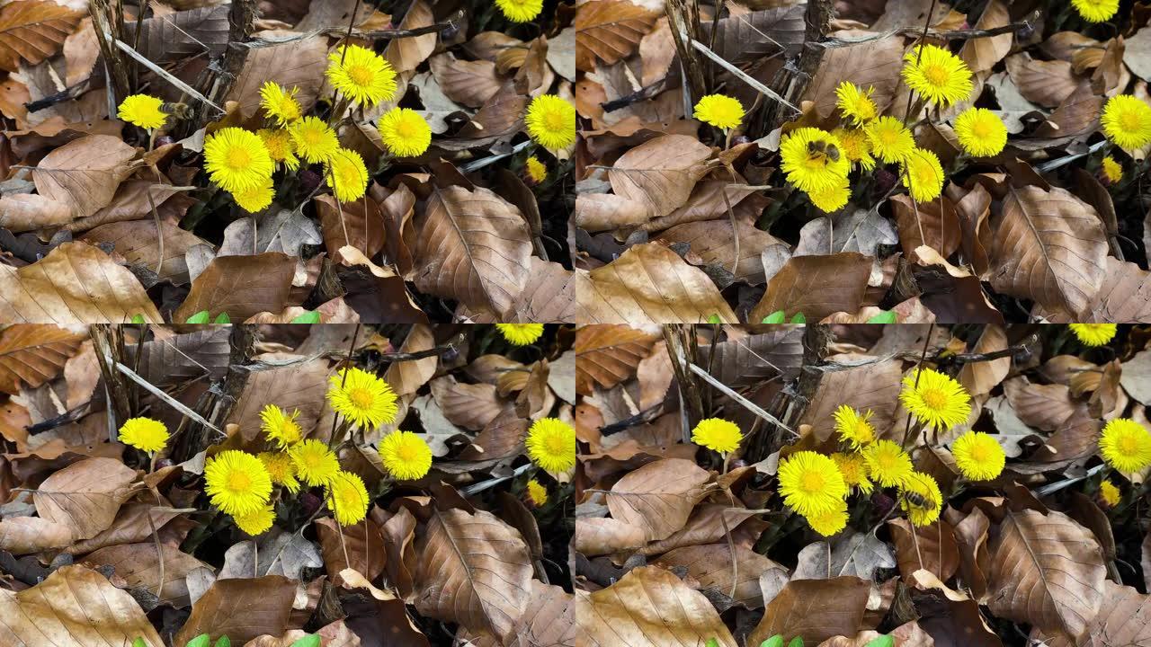 黄雏菊与蜜蜂大自然风光野花小黄花