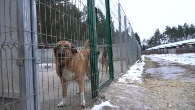 流浪狗庇护所。圈内的无家可归的狗。狗在监狱里吠叫。狗叫在栅栏后面。