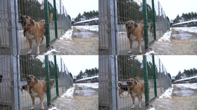 流浪狗庇护所。圈内的无家可归的狗。狗在监狱里吠叫。狗叫在栅栏后面。