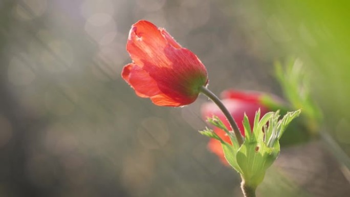 春天的田野里有三朵花。在阳光下的草地上绽放着红色的花瓣花。盛开季节绿草中的野花。日落时红花的特写。在