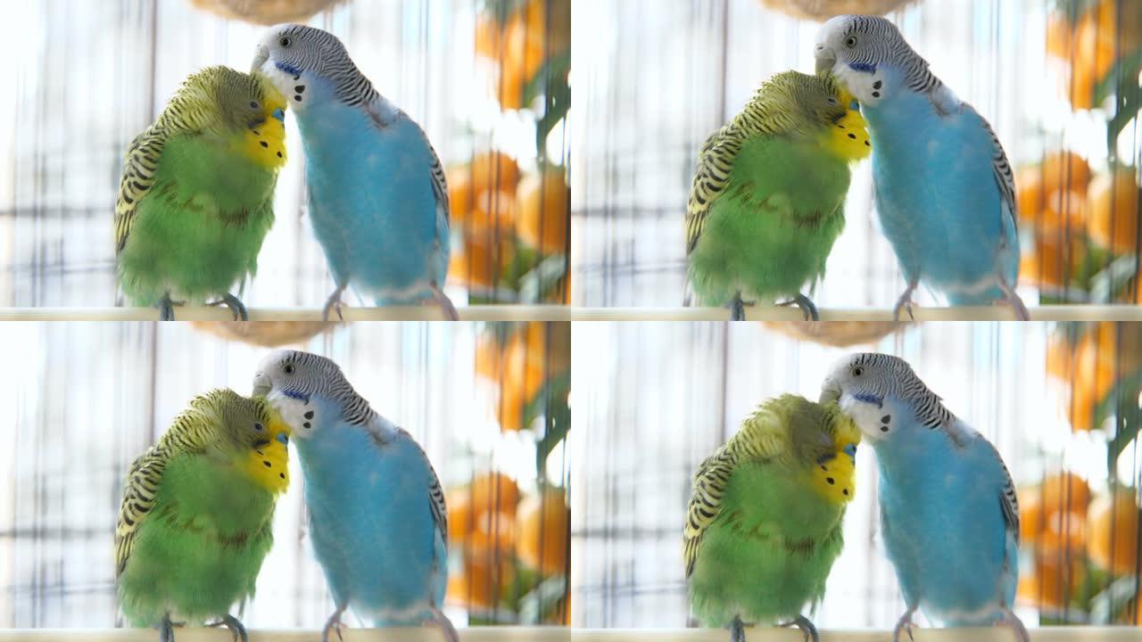 两只虎皮鹦鹉在鸟笼中接吻