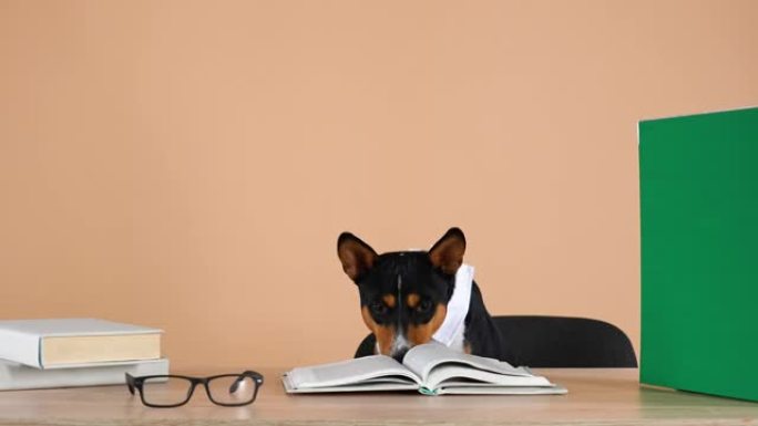 Basenji戴着衣领和条纹领带，坐在一张桌子前，桌子上放着书和眼镜。培训或教育观念。业务。缓慢的运