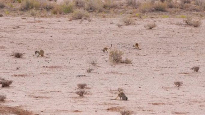 在南非Upington的Kalahari沙漠中，四只小猫鼬在寻找食宿的食物。