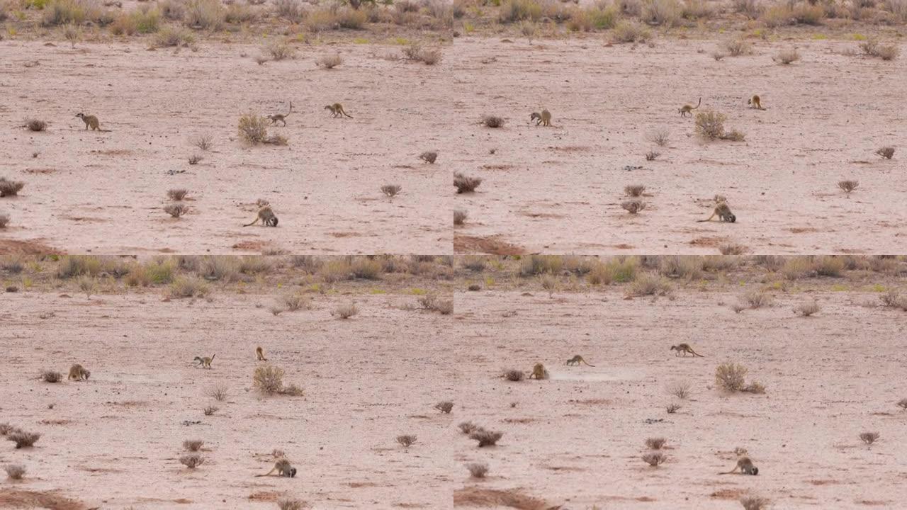 在南非Upington的Kalahari沙漠中，四只小猫鼬在寻找食宿的食物。