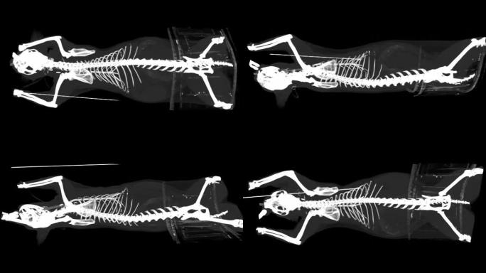 猫骨骼的x射线ct扫描
