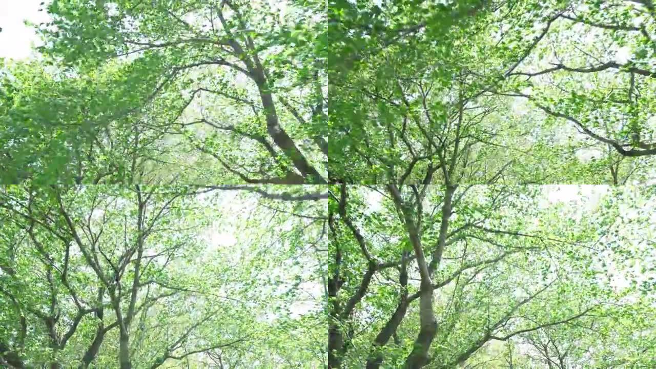 绿树的景观白树林自然生长白桦树
