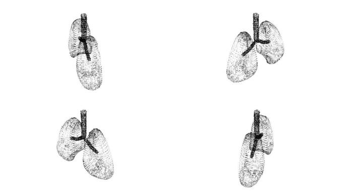 肺有气管支气管内脏的人。肺病学医学科学技术概念。线框低聚网格