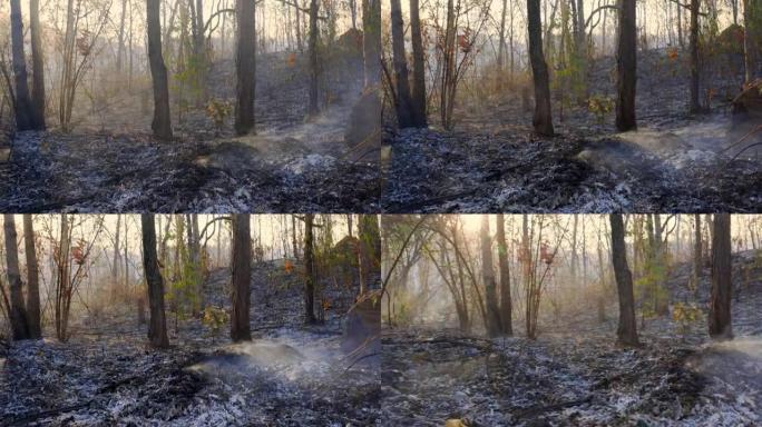 火灾后的森林。被大火严重破坏的树木