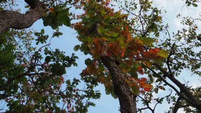 低角度观秋季落叶龙脑香林