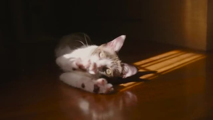一只小猫在阳光中放松休息。