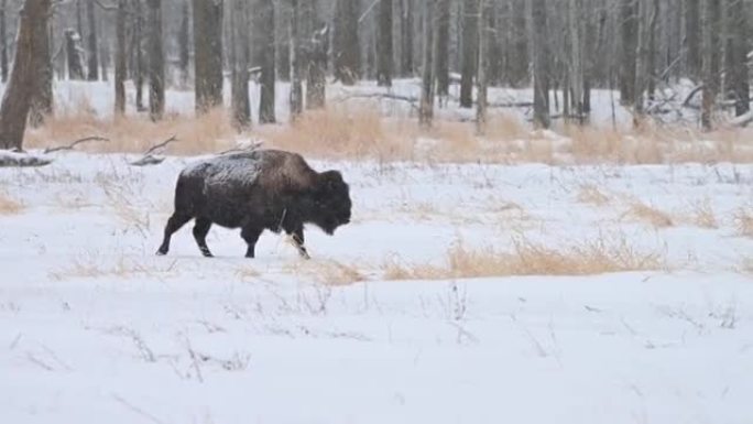 伍德野牛 (bison Bison athabascae) 在加拿大艾伯塔省麋鹿岛国家公园冬季降雪中