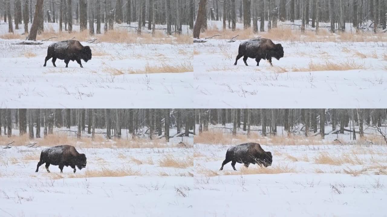 伍德野牛 (bison Bison athabascae) 在加拿大艾伯塔省麋鹿岛国家公园冬季降雪中