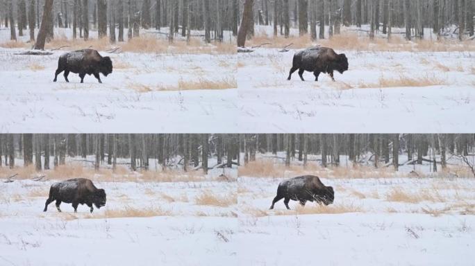 伍德野牛 (bison Bison athabascae) 在加拿大艾伯塔省麋鹿岛国家公园冬季降雪中