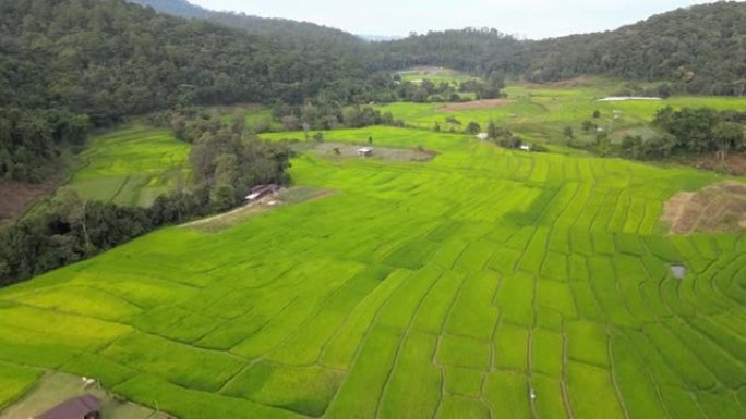 泰国清迈Mae Chaem Pa Pong Pieng的稻田。