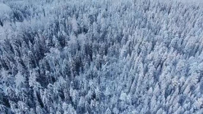 冬天被雪覆盖的古老树木的奇妙森林