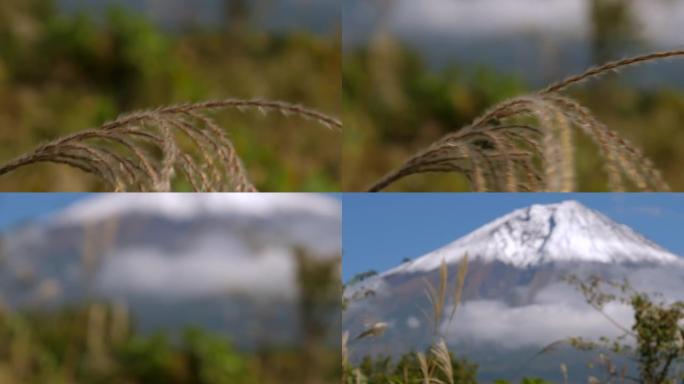 日本富士山芦苇草的挥舞羽毛