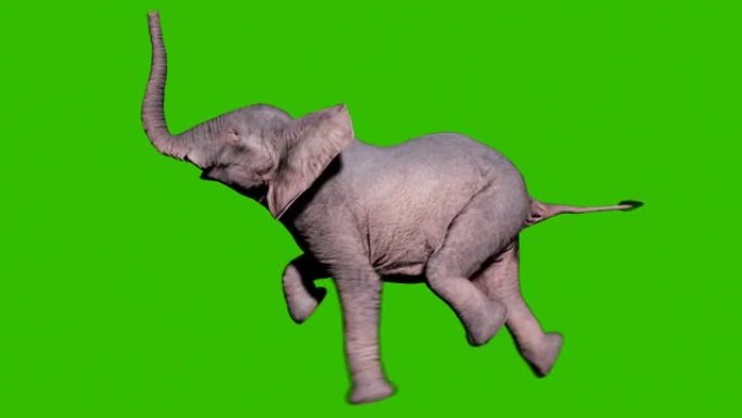大型非洲象在绿屏前的水中游泳。动物、自然和教育背景的无缝循环动画。