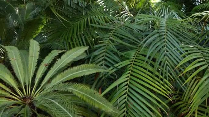 异国丛林雨林热带氛围。蕨类植物，棕榈树和新鲜多汁的叶状叶子，亚马逊茂密的密林。深色天然绿色茂密的树叶