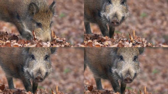 关闭年轻的野猪Sus scrofa平静的小猪在深色木材中寻找g。