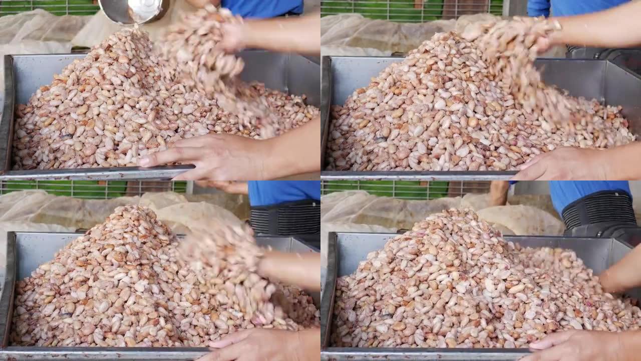 发酵新鲜可可豆的过程