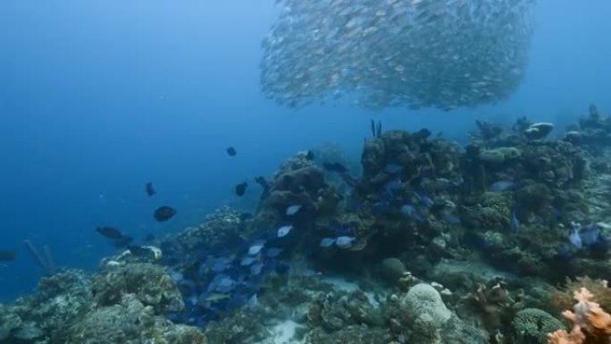 库拉索岛加勒比海珊瑚礁绿松石水中的诱饵球和蓝塘学校