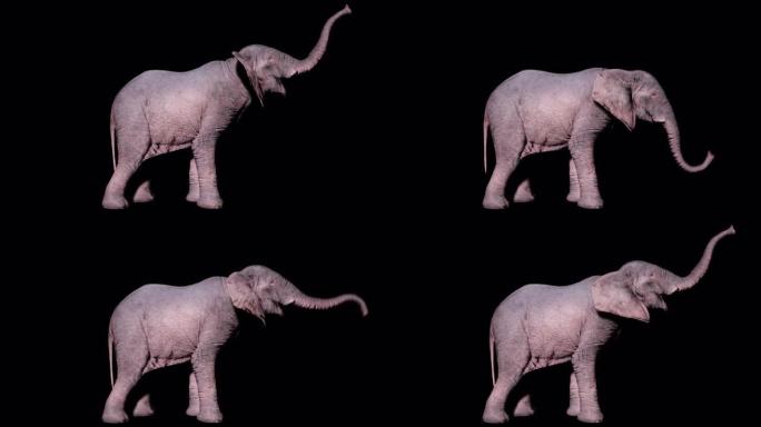 大型非洲象在带有alpha通道的孤立背景上吹响其树干。动物、自然和教育背景的无缝循环动画。