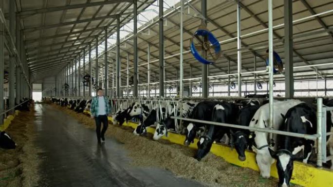 一群黑白荷斯坦奶牛在棚子或谷仓里觅食，农民沿着那排走，微笑着检查他的牲畜通过相机。原始视频记录