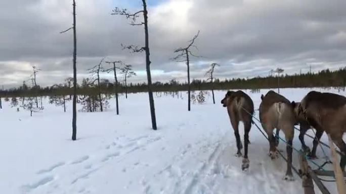 冬天，男人骑着四只驯鹿画的纳塔人。俄罗斯