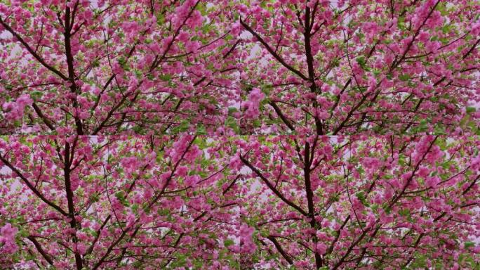 美丽的日本樱桃樱花树，开淡粉色花朵，树枝