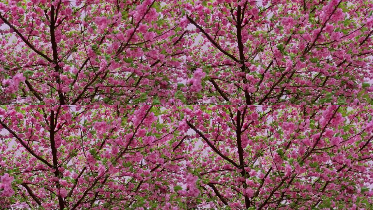 美丽的日本樱桃樱花树，开淡粉色花朵，树枝