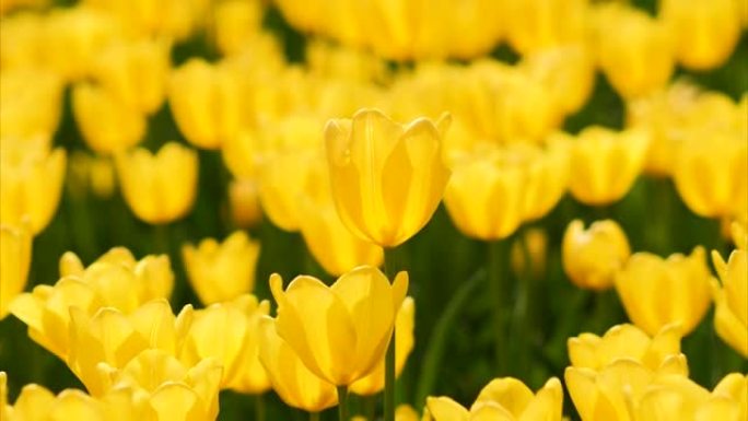 美丽的黄色郁金香花在郁金香田的风中摇摆，4k背光变焦镜头。