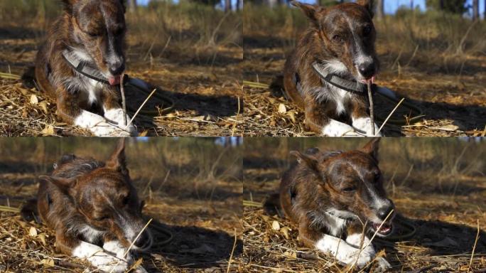 可爱的棕色狗在慢动作中吃木棍