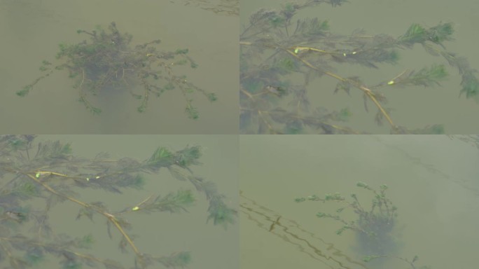 水草水生物水藻
