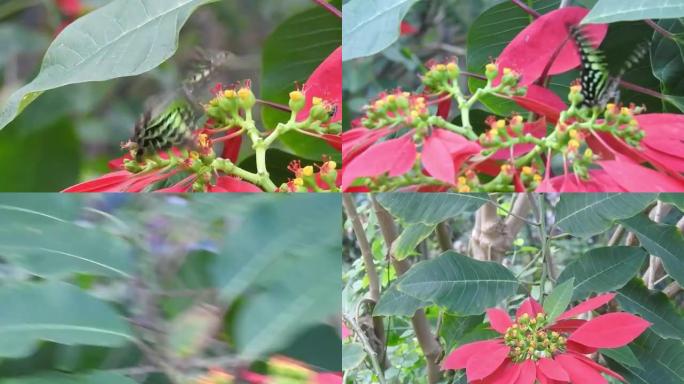 蝴蝶特写黄花。帝王蝶在黄花上。虎蝶特写。野生蝴蝶在花上采集花蜜，在绿叶上飞翔。近景蝴蝶坐在绿叶和野花