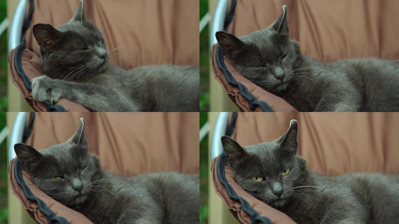 利爪和黄色眼睛的猫在扶手椅上放松