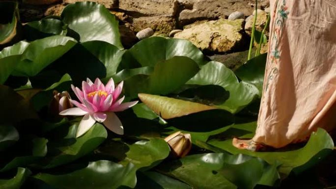 一个穿着长裙的女人走进荷花池塘。一个女人手里拿着一朵莲花。美丽的粉红色花朵特写-在晴朗的晴天冥想中。