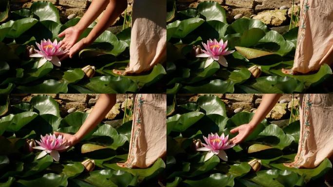 一个穿着长裙的女人走进荷花池塘。一个女人手里拿着一朵莲花。美丽的粉红色花朵特写-在晴朗的晴天冥想中。