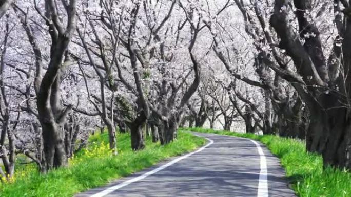 樱花景观木板路、樱花、阳光明媚、